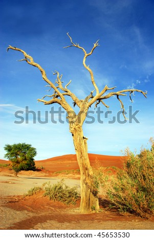 a Dry tree in the Namib dessert in Namibia in Africa