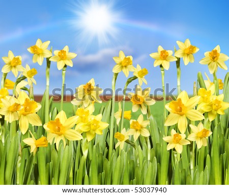 Yellow daffodils against a blue sky with rainbow and sun