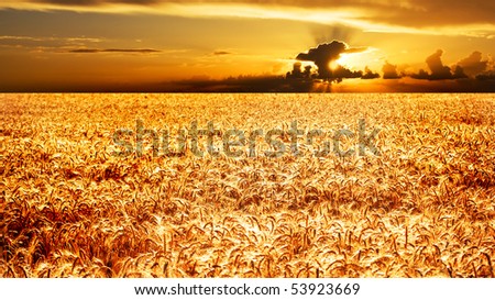 Sea of gold - sunset over a ripe wheat field