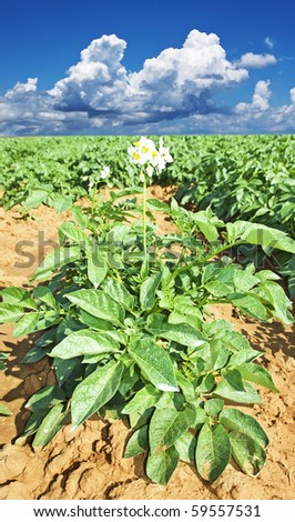 Close up of a potato plant in a field in early morning sunlight