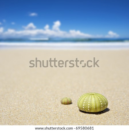 Beach scene with two dead sea urchin shells
