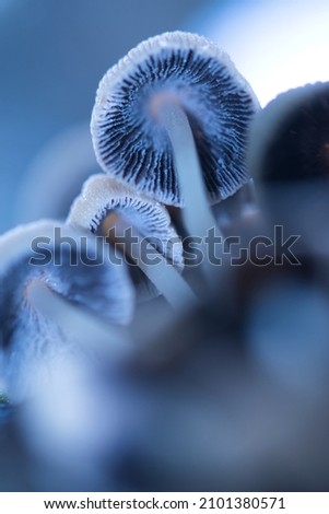 Abstract blurred background with pastel purple blue coloured wild magic mushrooms caps and gill macro, light and shadow contrast, artistic	 Сток-фото © 