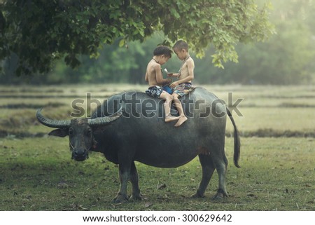 Asia,Thailand,The boys read books on the backs of buffalo in a field.