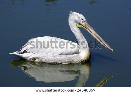 Single pelican is swimming in lake. Zoological garden.