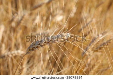 Rye before harvest close up photography. Warm summer light.