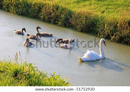 Swan family swimming in water near field, Netherlands, Europe.