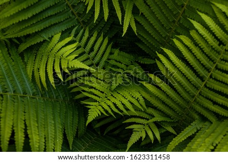 Natural ferns pattern. Beautiful background made with young green fern leaves. Beautiful ferns leaves green foliage. Natural floral fern background in sunlight.