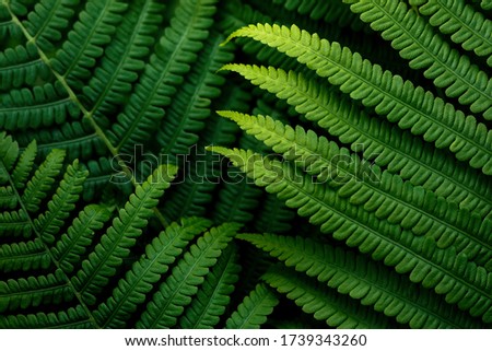 Natural ferns pattern. Beautiful background made with young green fern leaves. Beautiful ferns leaves green foliage. Natural floral fern background in sunlight.