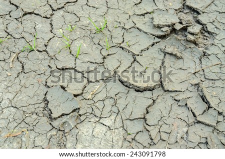 Green blades of grass on chapped soil in drought