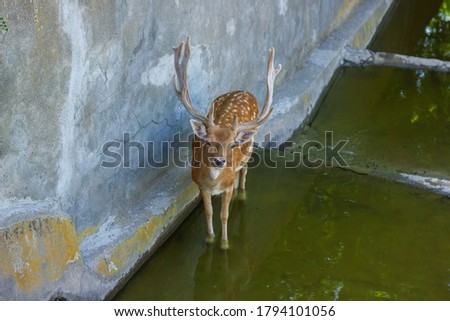 the cute deer in the zoo Stock fotó © 