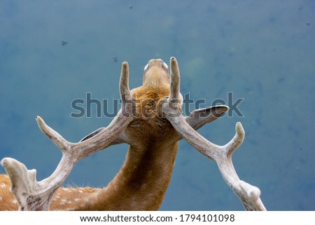 horns of a deer on a water background Stock fotó © 