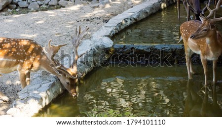 the cute deer in the zoo Stock fotó © 