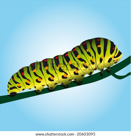 Caterpillar Of A Swallowtail Butterfly Stock Vector Illustration ...