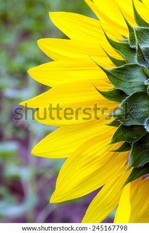 back of sunflower