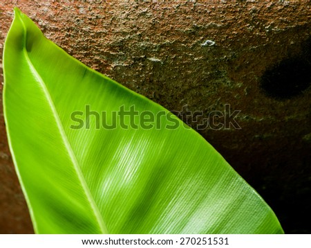 Bird\'s nest fern leaf