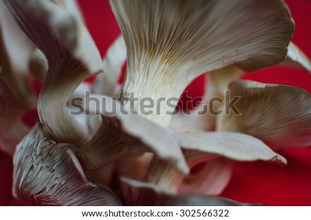 Trunk of the oyster mushrooms  /  Trunk of the oyster mushrooms (focus only on the middle).
