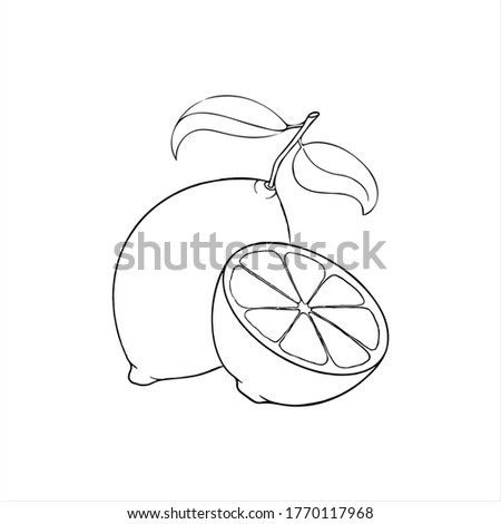 Lemon vector illustration on white background. Isolated liner icon of a lemon with leaves and a half a lemon.