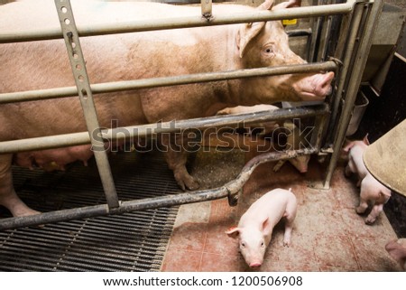 Foto Bild Mutter Schwein im Käfig mit ihren Ferkeln auf einem Zuchtbetrieb.