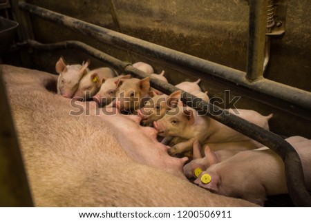 Similar – Foto Bild Mutter Schwein im Käfig mit ihren Ferkeln auf einem Zuchtbetrieb.