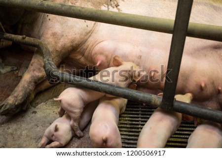 Similar – Foto Bild Mutter Schwein im Käfig mit ihren Ferkeln auf einem Zuchtbetrieb.