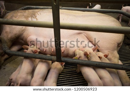 Similar – Foto Bild Mutter Schwein im Käfig mit ihren Ferkeln auf einem Zuchtbetrieb.