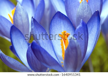 Similar – Image, Stock Photo Gently blue crocuses. Crocus bush. Macro.