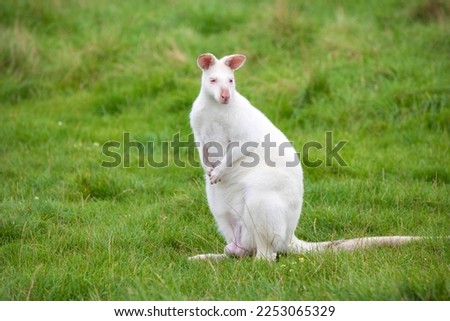 Similar – Image, Stock Photo Albino wallaby albino cute
