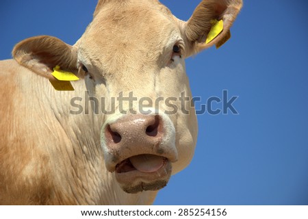 cow face in the blue sky