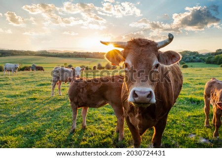 Similar – Image, Stock Photo Herd of cows on countryside farm