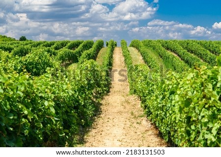 Similar – Image, Stock Photo Fruit tree plantation