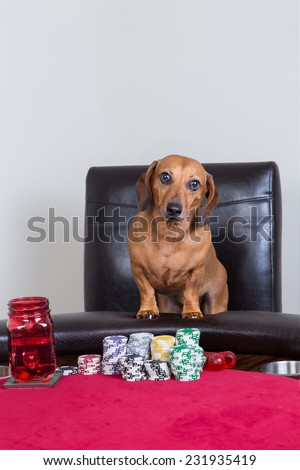 Mini dachshund poses in front of poker chips