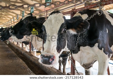 NAKHON RATCHASIMA ,THAILAND - December 6, 2014: Cows on farm. Interior of the cow farm