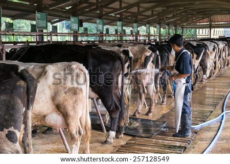 NAKHON RATCHASIMA ,THAILAND - December 6, 2014: Farmer working to clean cows