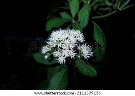 beautiful white flower in summer spring as bright background. 