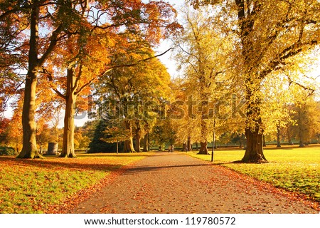 Wonderful autumnal scene in the park