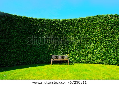 Garden hedges with a wooden bench