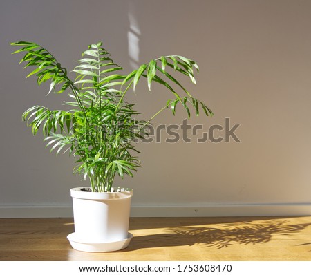 Potted Chamaedorea elegans. Parlor palm with sunlight. Tropical plant on floor Stok fotoğraf © 