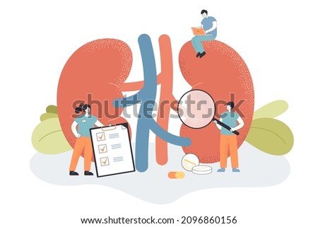 Doctors check health of kidneys and urinary system in clinic. Medical study of tiny people with chronic kidney diseases and physiology flat vector illustration. Urology, nephrology, dialysis concept