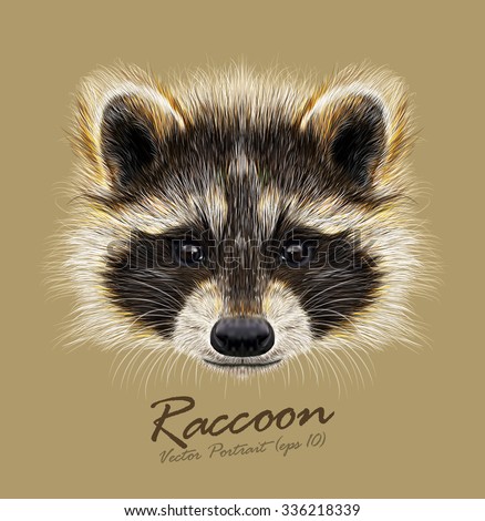 Raccoon Procyon lotor wild animal face. Vector cute North American mask raccoon head portrait. Realistic fur portrait of funny trash cat racoon isolated on beige background.