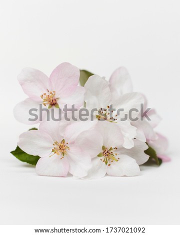 Apple blossom isolated on white Сток-фото © 