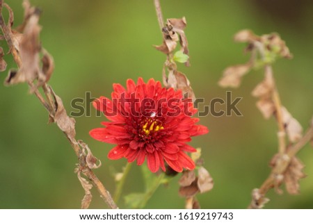 Shutterstock Puzzlepix