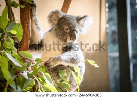 Similar – Foto Bild Koala Umwelt Natur Tier