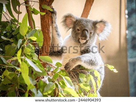 Similar – Foto Bild Koala Umwelt Natur Tier