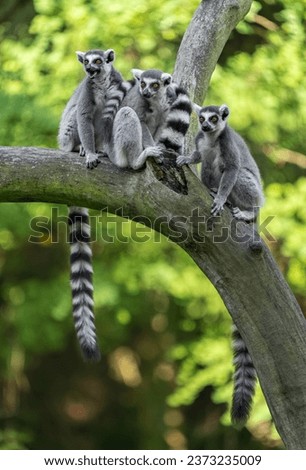 Image, Stock Photo Katta with baby on the back