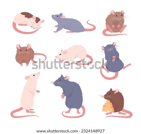 Set of various rats, cartoon flat vector illustration isolated on white background. Cute mouse eating cheese, walking and sleeping. Rodent animals drawing. House or domestic rat.