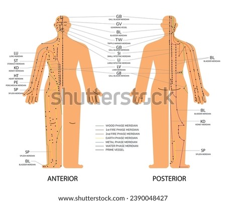 Body set front and back acupuncture scheme with points. Human body with Anterior and posterior meridians phase chart vector medical illustration. Traditional Chinese medicine.