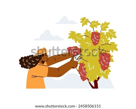 Harvest time. A woman in a vineyard prunes grapes, depicted in a detailed flat style vector illustration, framed by a sky of soft clouds. Close-up for design.