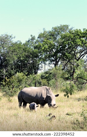 Mother rhino and baby rhino in their Natural Habitat, in the Kruger National Park of South Africa.