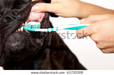 Boxer dog teeth cleaning