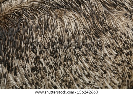 Close up detail of Emu Feathers, Australian native flightless bird